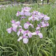 ヒメ日記 2026/06/14 21:57 投稿 葛城　ゆき 魅惑の官能アロマエステ　Eureka！八王子 ～エウレカ！～