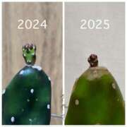 ヒメ日記 2025/04/25 10:40 投稿 さやさ 横浜人妻花壇本店