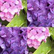 ヒメ日記 2025/06/13 10:53 投稿 さやさ 横浜人妻花壇本店