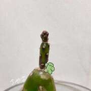 ヒメ日記 2025/07/02 09:35 投稿 さやさ 横浜人妻花壇本店