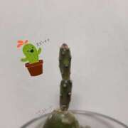 ヒメ日記 2025/07/25 10:39 投稿 さやさ 横浜人妻花壇本店