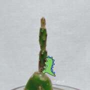 ヒメ日記 2025/08/04 16:00 投稿 さやさ 横浜人妻花壇本店