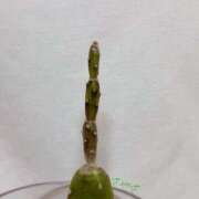 ヒメ日記 2025/10/02 11:06 投稿 さやさ 横浜人妻花壇本店