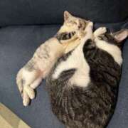 マドギワ 2匹目を… スッキリ商事