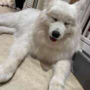 ヒメ日記 2025/04/02 04:26 投稿 のあ 妹系イメージSOAP萌えフードル学園 大宮本校