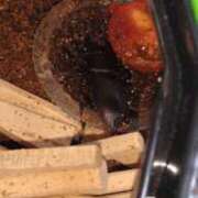 ヒメ日記 2025/08/23 00:26 投稿 小川ナース[看護主任] 病院