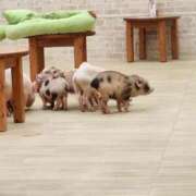 ヒメ日記 2026/01/18 13:36 投稿 小川ナース[看護主任] 病院