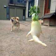 ヒメ日記 2025/04/07 04:51 投稿 ことみ 熟女の風俗最終章 相模原店