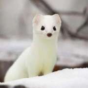 ヒメ日記 2025/11/25 22:20 投稿 ことみ 熟女の風俗最終章 相模原店