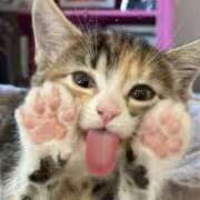 ヒメ日記 2025/04/03 03:31 投稿 ことみ 熟女の風俗最終章 町田店