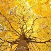 ヒメ日記 2025/12/14 13:00 投稿 ことみ 熟女の風俗最終章 町田店