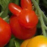 ヒメ日記 2026/01/05 17:20 投稿 ことみ 熟女の風俗最終章 町田店