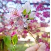 ヒメ日記 2026/03/03 16:30 投稿 ことみ 熟女の風俗最終章 町田店