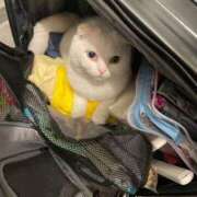 ヒメ日記 2025/04/07 02:40 投稿 田中ねね CLUB虎の穴 青山店