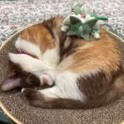 ヒメ日記 2025/04/26 15:58 投稿 田中ねね CLUB虎の穴 青山店