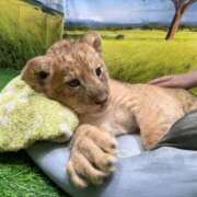 ヒメ日記 2025/09/07 12:02 投稿 田中ねね CLUB虎の穴 青山店