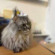 ヒメ日記 2026/02/18 00:37 投稿 田中ねね CLUB虎の穴 青山店