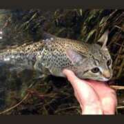 ヒメ日記 2025/11/06 21:39 投稿 さな INFINITY GOLD～インフィニティゴールド～