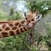 ヒメ日記 2026/01/26 20:30 投稿 さな INFINITY GOLD～インフィニティゴールド～