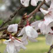 ヒメ日記 2025/04/04 22:55 投稿 ひなの 出会い系人妻ネットワーク 春日部〜岩槻編