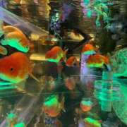 ヒメ日記 2025/01/05 11:04 投稿 ハナコ リッチドールなんば店