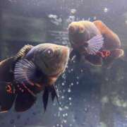 ヒメ日記 2025/06/19 13:37 投稿 ハナコ リッチドールなんば店