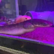 ヒメ日記 2025/06/29 12:56 投稿 ハナコ リッチドールなんば店