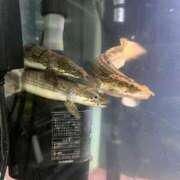 ヒメ日記 2025/08/04 07:20 投稿 ハナコ リッチドールなんば店