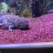 ヒメ日記 2025/08/10 10:26 投稿 ハナコ リッチドールなんば店