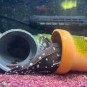 ヒメ日記 2025/11/05 10:26 投稿 ハナコ リッチドールなんば店