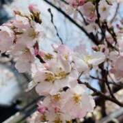 ヒメ日記 2025/03/28 10:25 投稿 もも 横浜熟女MAX