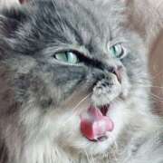 ヒメ日記 2025/11/26 14:13 投稿 涼子 シャトーペトラ