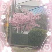 ヒメ日記 2025/03/12 11:39 投稿 もえか 木更津人妻花壇