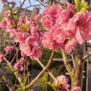 ヒメ日記 2025/03/26 15:20 投稿 もえか 木更津人妻花壇