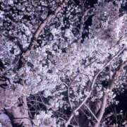 ヒメ日記 2025/04/07 19:11 投稿 もえか 木更津人妻花壇