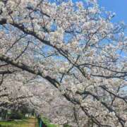 ヒメ日記 2025/04/08 14:54 投稿 もえか 木更津人妻花壇