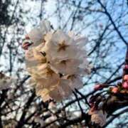 ヒメ日記 2026/03/28 18:15 投稿 もえか 木更津人妻花壇