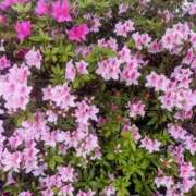 ヒメ日記 2026/04/13 16:55 投稿 もえか 木更津人妻花壇