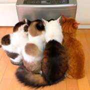 ヒメ日記 2025/01/30 13:08 投稿 佐久間ゆな 東京不倫～とうきょうふりん～