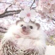 ヒメ日記 2025/04/07 13:58 投稿 佐久間ゆな 東京不倫～とうきょうふりん～