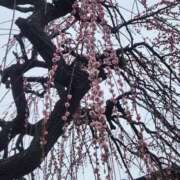 ヒメ日記 2025/03/18 21:09 投稿 川島ひな 彩タマンサ（埼玉ハレ系）