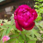 ヒメ日記 2025/05/01 23:52 投稿 川島ひな 彩タマンサ（埼玉ハレ系）