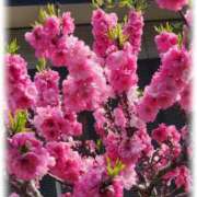 ヒメ日記 2025/05/02 09:36 投稿 川島ひな 彩タマンサ（埼玉ハレ系）