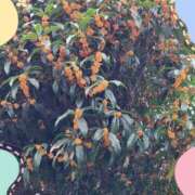 ヒメ日記 2025/10/23 10:07 投稿 川島ひな 彩タマンサ（埼玉ハレ系）