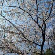 ヒメ日記 2026/04/05 00:38 投稿 川島ひな 彩タマンサ（埼玉ハレ系）