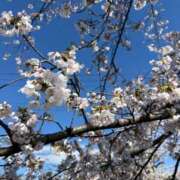 ヒメ日記 2026/04/03 09:00 投稿 妻花咲(つかさ) 可憐な妻たち 太田店