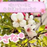 ヒメ日記 2025/04/07 23:41 投稿 さな 虹色メロンパイ 横浜店