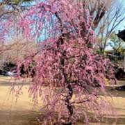 ヒメ日記 2026/02/25 22:11 投稿 みこ 恋の履歴書