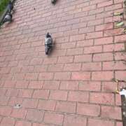 ヒメ日記 2025/03/06 13:41 投稿 王道ここにあり！ グッドスマイル