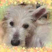 ヒメ日記 2025/04/26 07:04 投稿 おいでやす『Ｉ』でやす♡ グッドスマイル